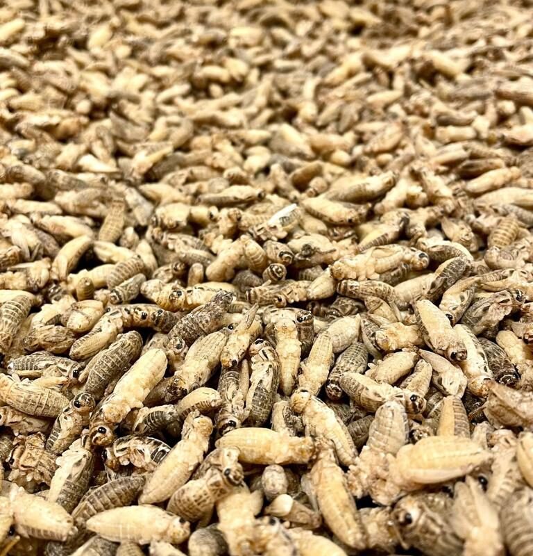 Grilli congelati per uccelli insettivori