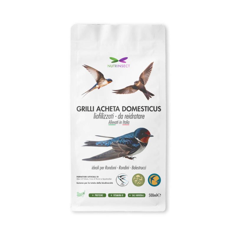 Grilli Acheta Domesticus da reidratare ideali per rondini rondoni balestrucci