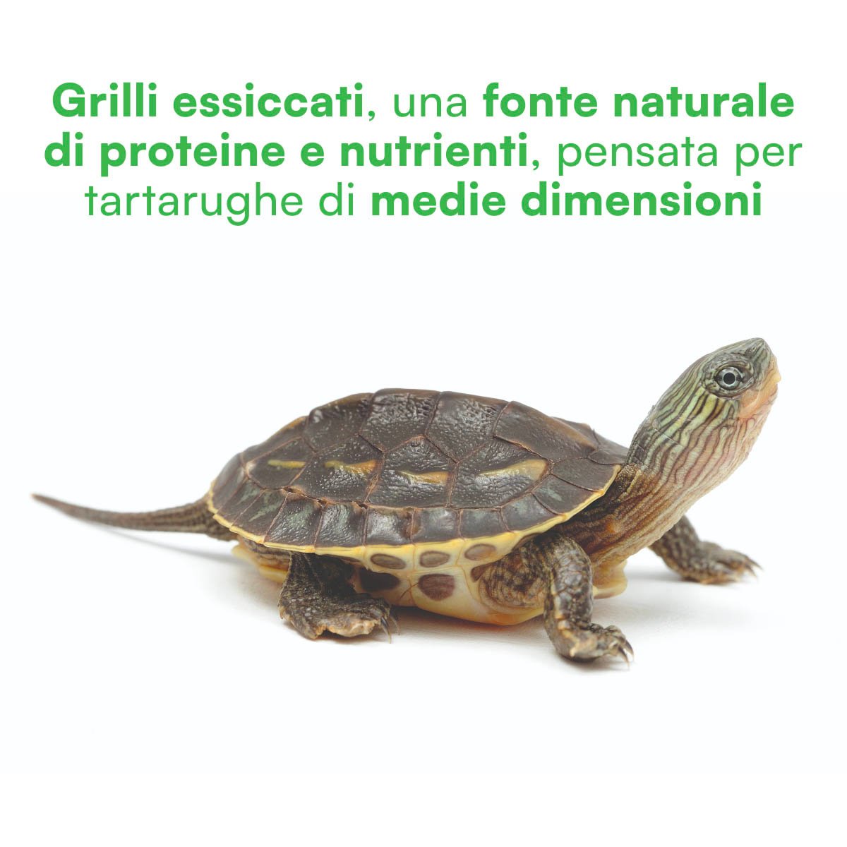 Medium Tarta cricket (30 gr) - immagine 3