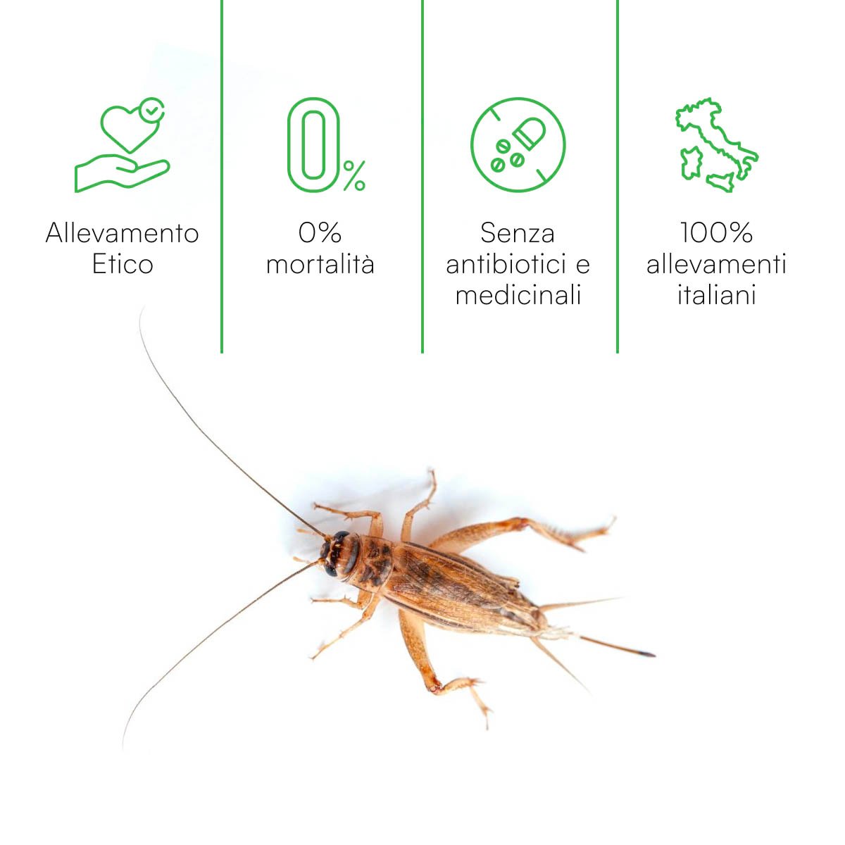 Medium Tarta cricket (30 gr) - immagine 4