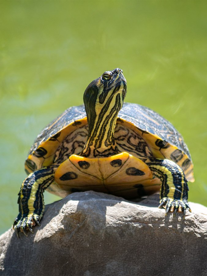 Medium Tarta cricket (30 gr) - immagine 2