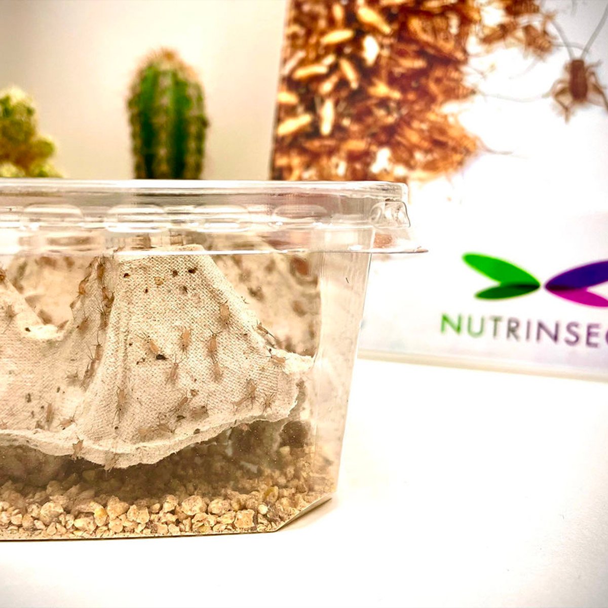 Grilli vivi per rettili e anfibi - immagine 3