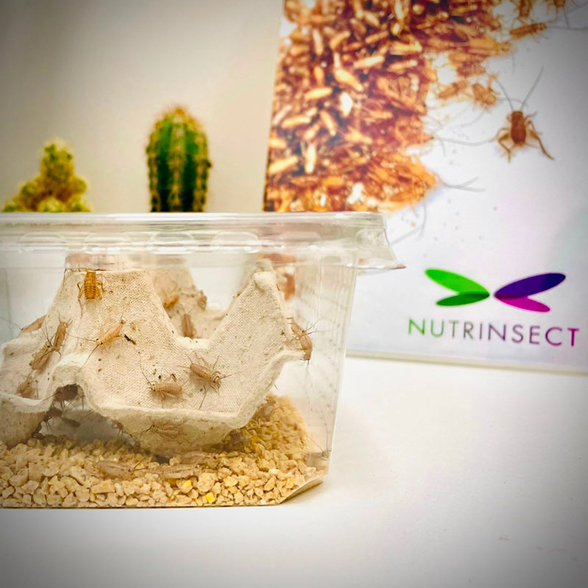 Grilli vivi per rettili e anfibi - immagine 4