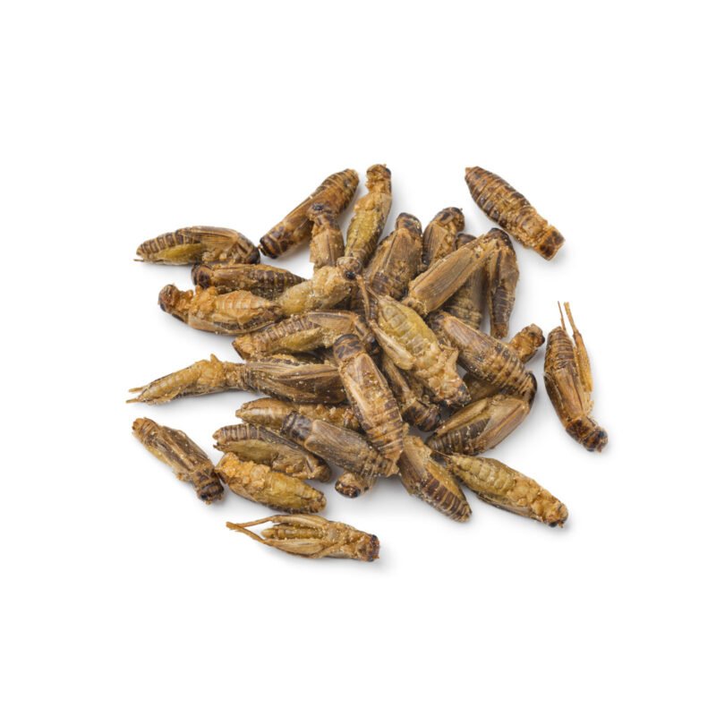 Grilli essiccati per rettili e anfibi
