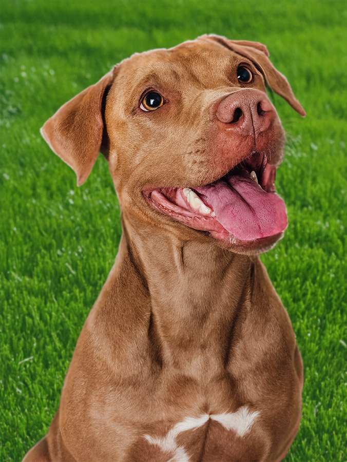 Mega Menu Image1000274