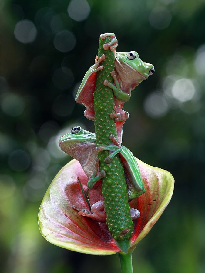 Mega Menu Image1000228