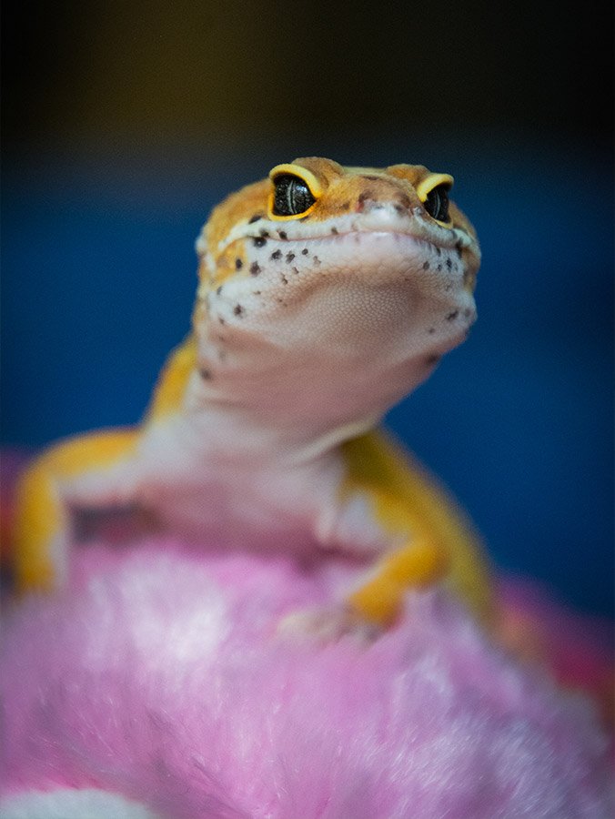 Grilli vivi per rettili e anfibi - immagine 2