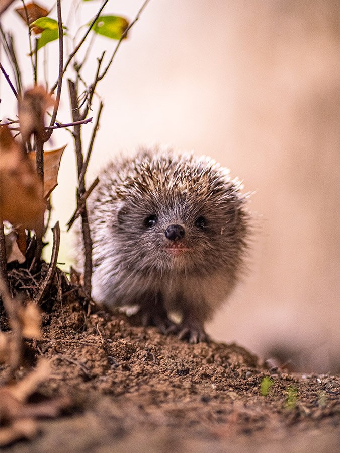 Mega Menu Image1000535