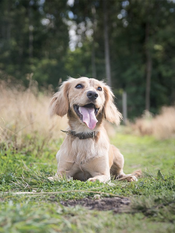 Mega Menu Banner1000724